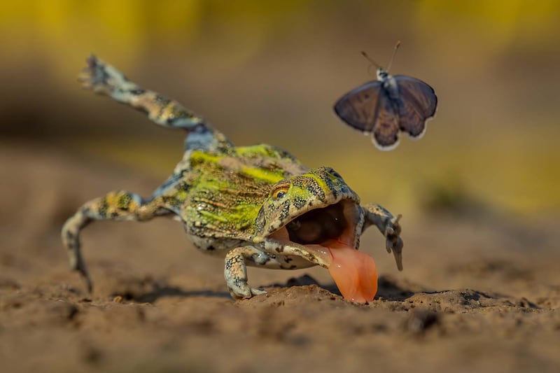 El concurso GDT Nature Photographer of the Year 2026 volvió a deslumbrar al mundo con una colección de fotografías que combinan arte, paciencia y conciencia ambiental. Foto: cortesía.