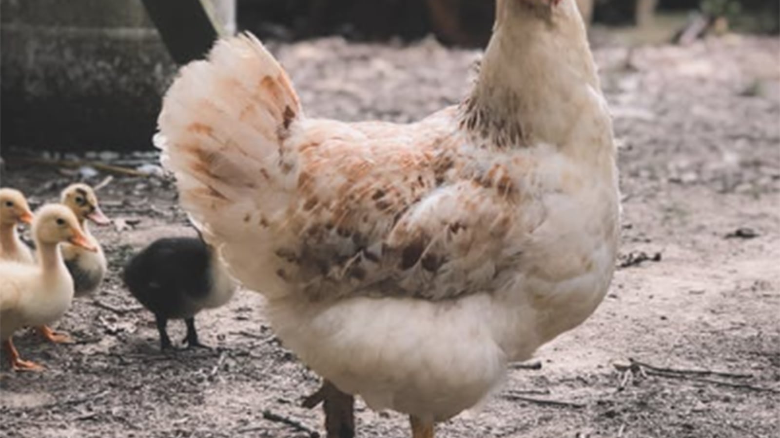Revelan cómo una gallina decapitada sobrevivió durante 1 año.