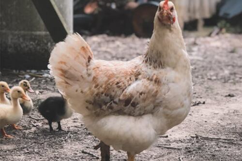 Gallina decapitada no paró de moverse durante 18 meses ¿Cómo sobrevivió?