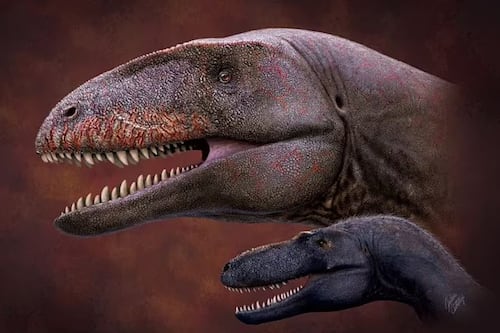 Investigadores descubren fósil de dinosaurio siete millones de años más antiguo y más aterrador que el T.Rex, con dientes de tiburón