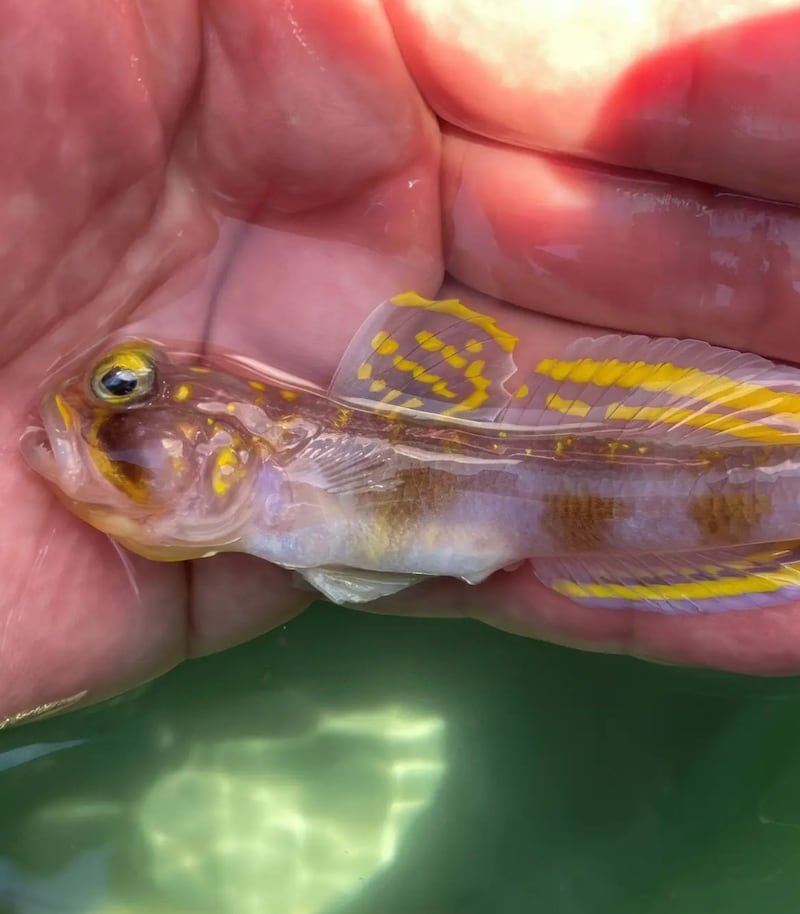 Vanderhorstia supersaiyan