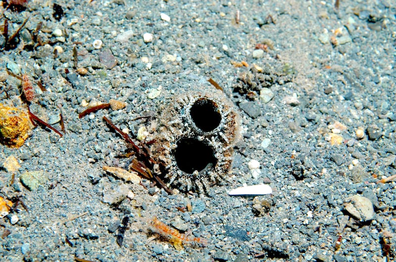 Nuevo estudio revela los efectos de la contaminación en la fauna marina.