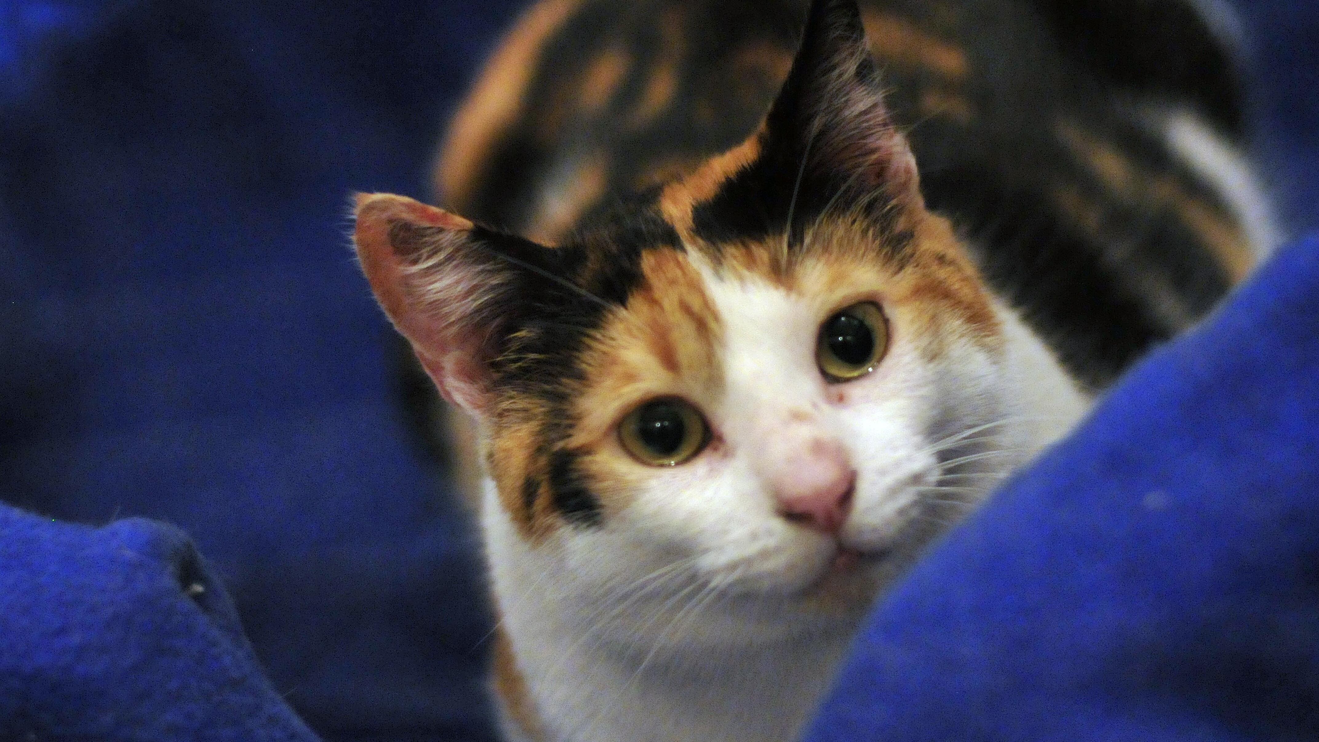 Gato Fest 2015 | 23 de agosto de 2015 / SANTIAGO
Se realiza la cuarta edición de Gato Fest, evento que reúne a los amantes de los felinos, entre sus actividades destacan las adopciones de gastos rescatados, de Fundación Adopta, charlas de especialistas en medicina felina, premios y más de 60 stand. En la imagen, un gato que mira a través de una reja, es solo uno de los tantos que esperan por una adopción.
FOTO: SEBASTIAN BELTRAN GAETE / AGENCIAUNO