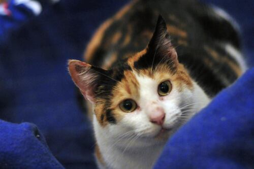 Un gato descubrió un nuevo virus: Lo más impactante es que no es la primera vez que lo logra