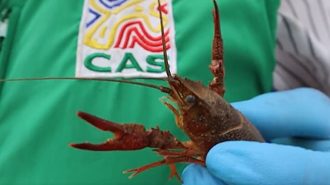 Alerta por llegada de peligroso cangrejo rojo a Colombia.