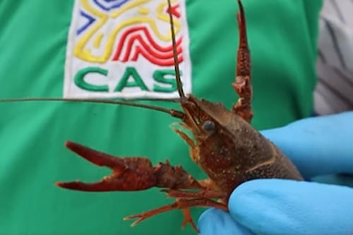 Cangrejo depredador que transmite enfermedades a humanos fue hallado en Colombia ¡Identifíquelo!