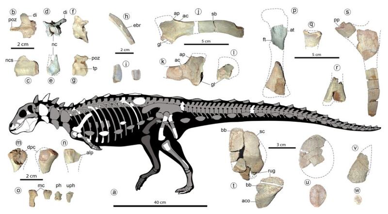 Así era el dinosaurio Jakapil Kaniukura, cuyos restos fósiles se descubrieron recientemente en Argentina.