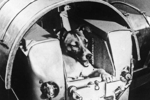 El trágico destino de Laika: La horrible verdad tras la misión de la primera perrita en el espacio