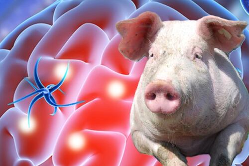 Científicos chinos lograron un hito sin precedentes | Revivieron el cerebro de un cerdo una hora después de muerto