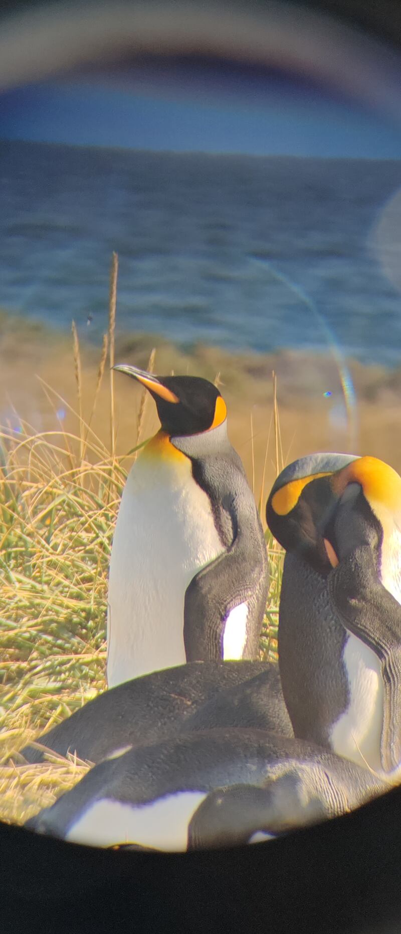 Pingüinos con HONOR y binocular - FayerWater - JP Howard