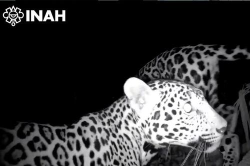 Graban a dos jaguares caminando cerca de zona arqueológica de Chichén Itzá