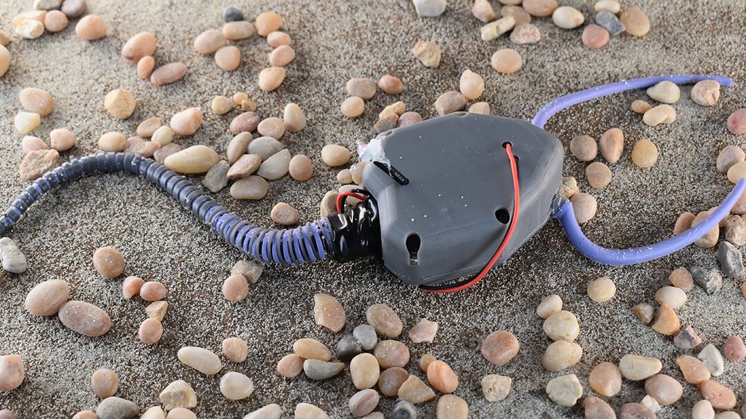 Ingenieros crean un soft robot a partir de un fósil de un pleurocystitids. Una especie de hace 450 millones de años. Este es el Rhombot.