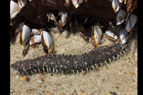 ¿Qué es esto? Mira la criatura desconocida encontrada en una playa en Carolina del Norte
