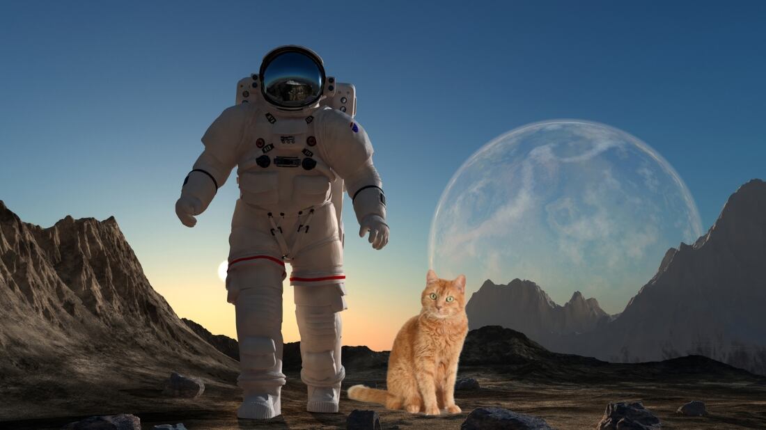 El protagonista de esta historia de la NASA es un gato  naranja llamado Taters | Composición