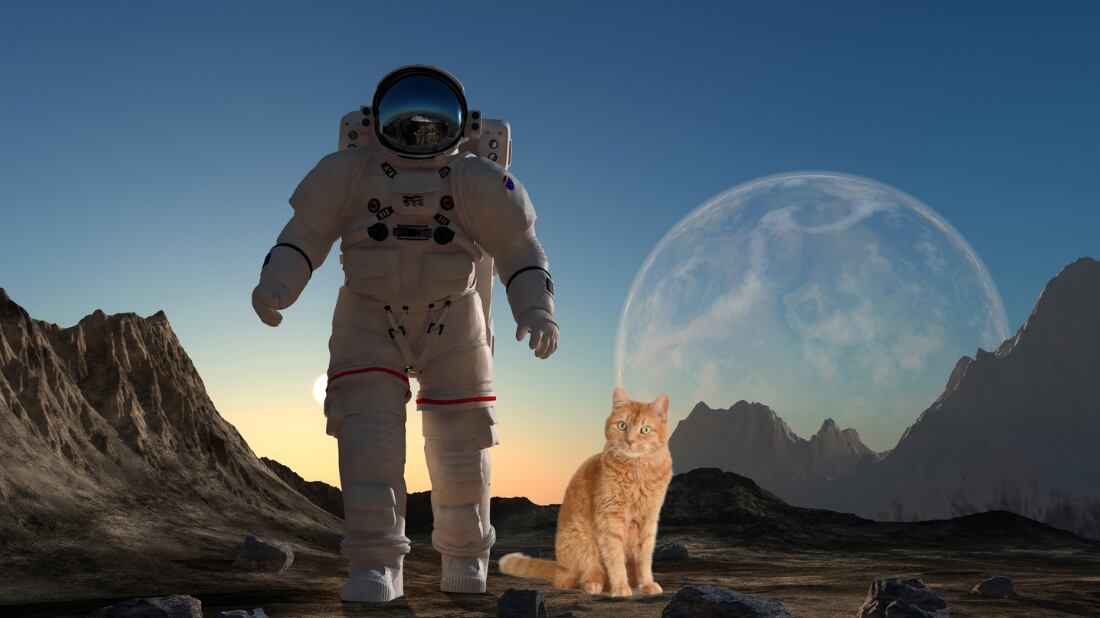 El protagonista de esta historia de la NASA es un gato naranja llamado Taters | Composición