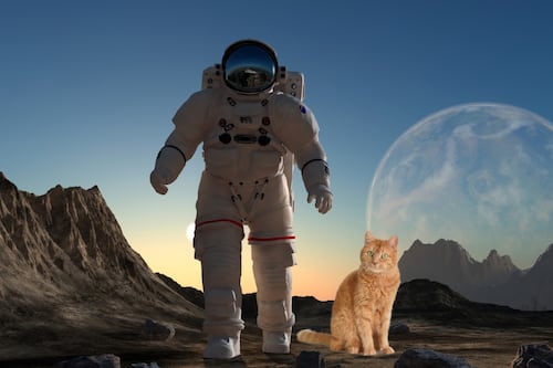 NASA: La historia detrás del video de un gato que viajó más allá de Marte