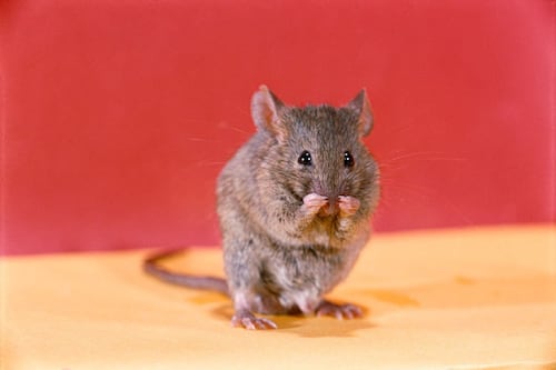 La trágica historia del primer ratón que viajó al espacio