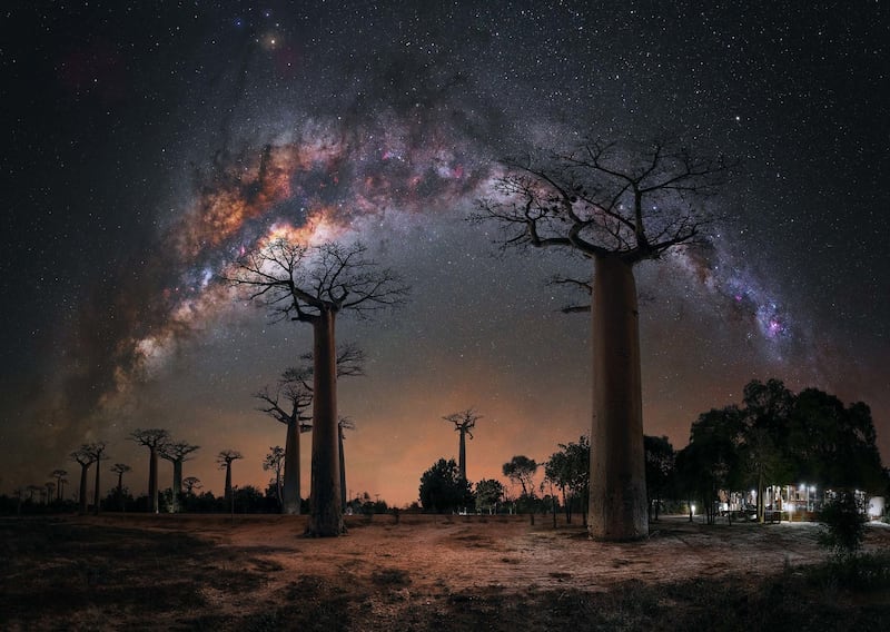 Noche bajo los árboles Baobab