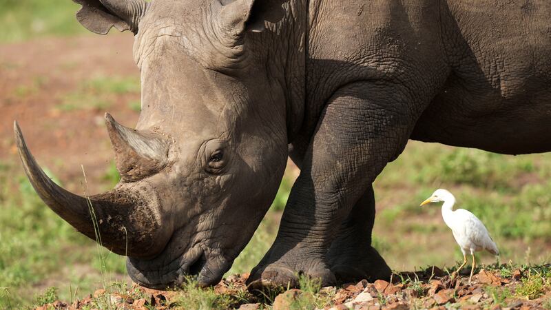 Utilizan inteligencia artificial para salvar a rinocerontes africanos de la caza furtiva