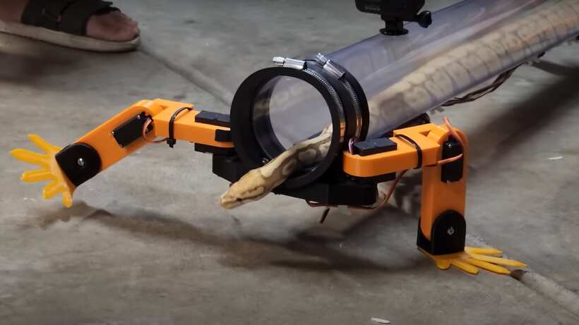 Un video viral tan perturbador como fascinante: alguien tuvo la idea de darle un exoesqueleto con patas a una serpiente.