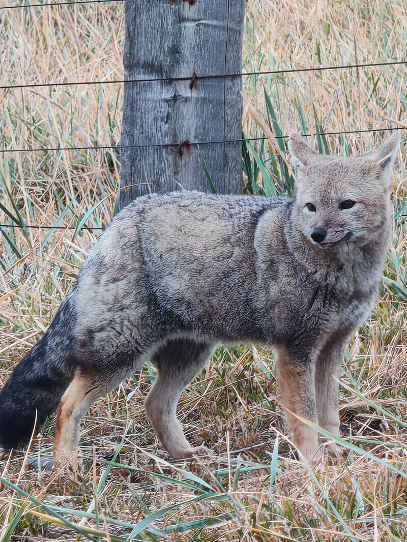Experiencia HONOR, zorro gris - FayerWayer / JP Howard