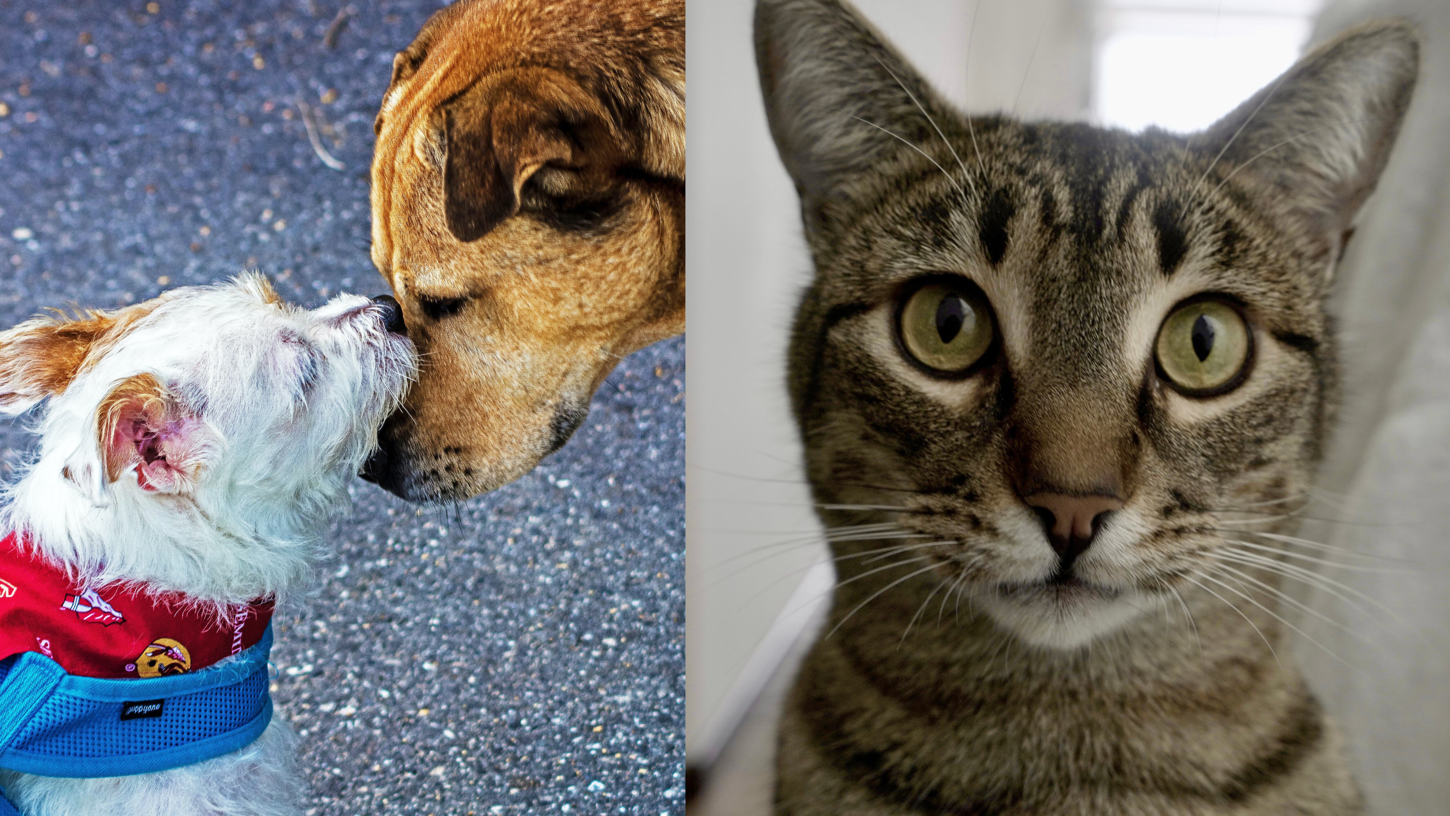 ¿Qué pasará si no registras a tus mascotas en Quito? Esta es la sanción