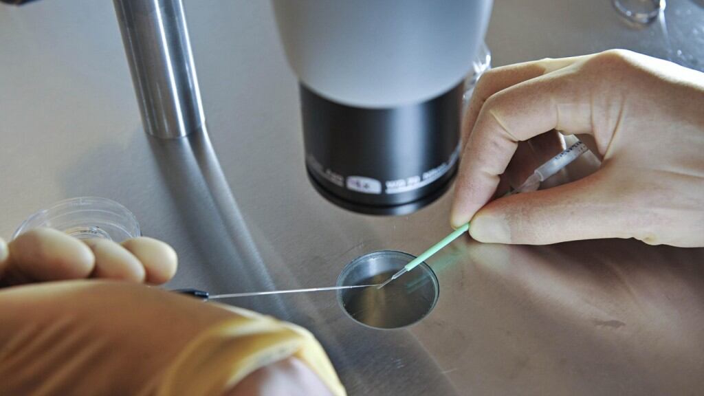 En el caso de la donación mitocondrial, los embriones combinan el óvulo y el esperma de los padres biológicos.