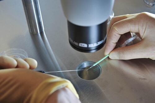 ¿Se acerca el fin de la humanidad? Crearon embriones humanos sintéticos sin óvulos ni esperma