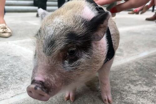 Histórico: Así fue el primer transplante de pulmón de cerdo a humano de la historia