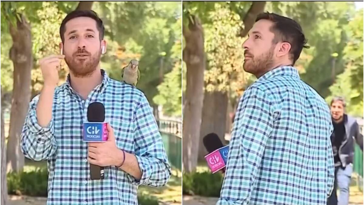Un loro robó el audífono a un periodista que estaba en vivo en un reportaje