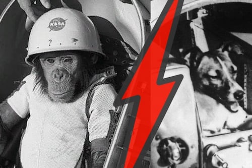 Héroes peludos: ¿Por qué Estados Unidos mandó chimpancés al espacio y la URSS eligió a los perros?