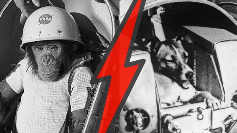 Animales astronautas | Composición