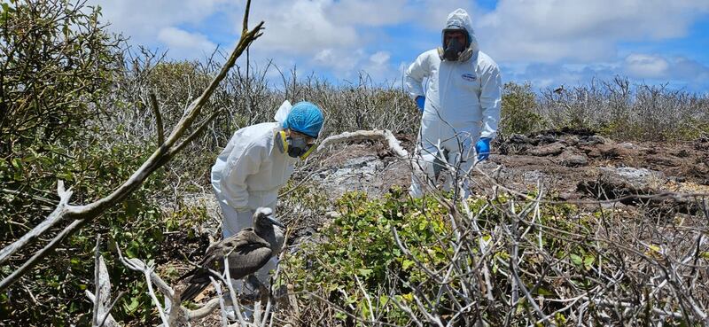 Acciones y toma de muestras ante la gripe aviar en Galápagos