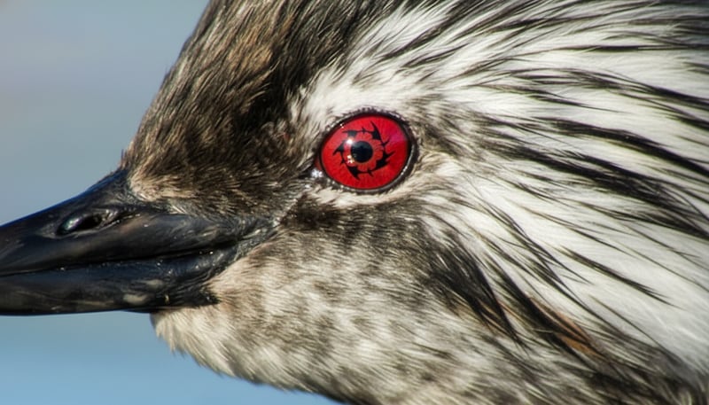 Ojo Sharingan - Rollandia rolland