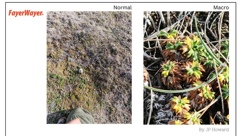 Comparativa Honor, normal y macro - FayerWayer / JP Howard