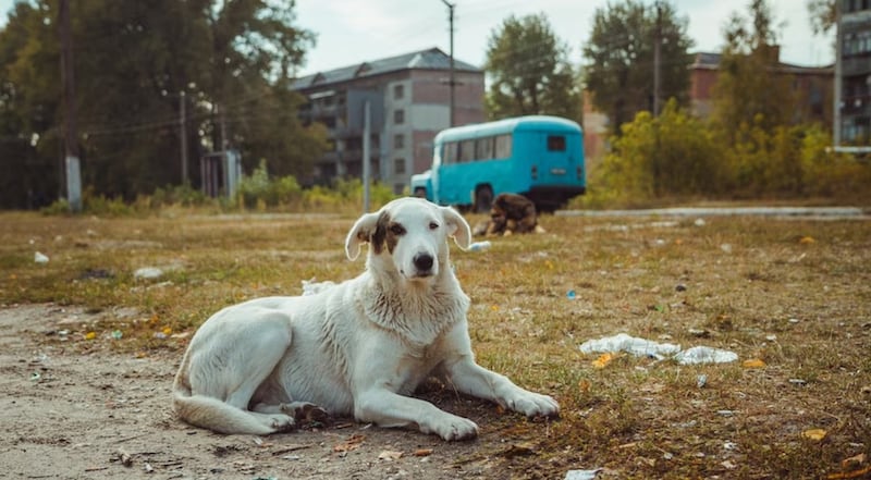 Perro de Chernóbil