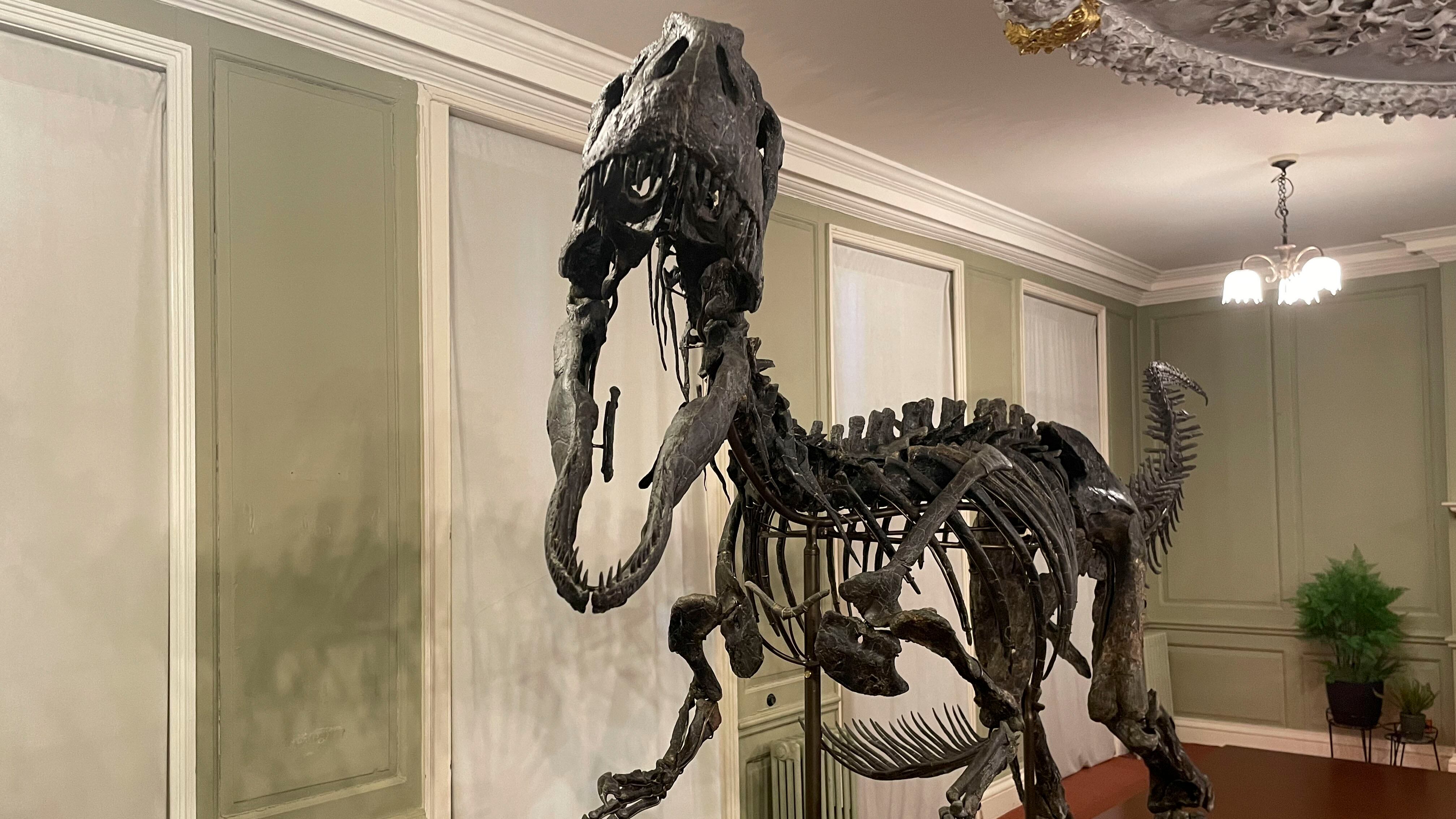 Presentación de 'Juliasaurus' una nueva especie de dinosaurio descubierta en 2020, de la que se conserva un 70-75 % del dinosaurio, este miércoles en el Hollytrees Museum de Colchester. EFE/Luis Campello.