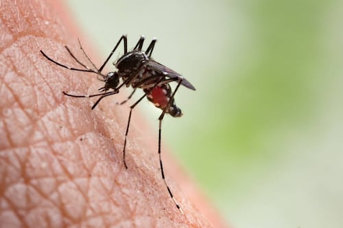 Científicos trabajan en repelentes para mosquitos a base de hierba gatera y toronja