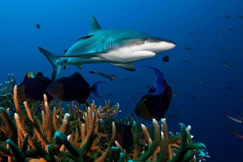 La sobrepesca y cambio climático pone en peligro de extinción cerca del 40% de las especies de tiburones y rayas