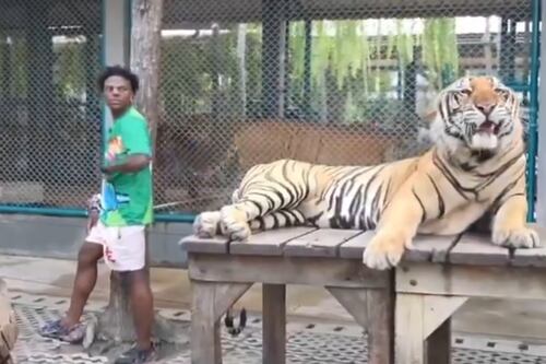 El viaje de Speed por Tailandia se pone extraño: el streamer le ladró a un Tigre y el resultado fue aterrador