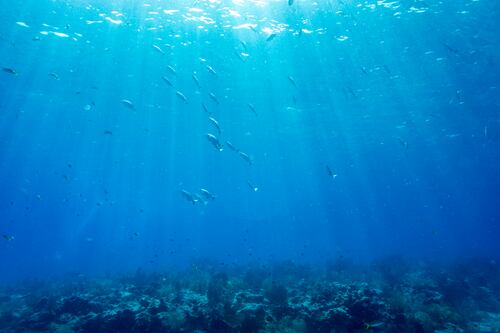 En el fondo del oceáno existe el “oxígeno oscuro” y ya se abrió el debate sobre su potencial explotación