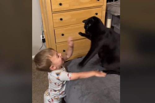 La pelea más adorable de Internet: la de este bebé con un gato