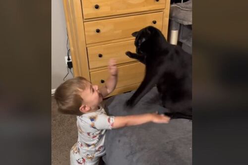 La pelea más adorable de Internet: la de este bebé con un gato
