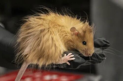 Científicos predicen cómo podrían verse los animales dentro de 75 años si se descontrola la edición genética