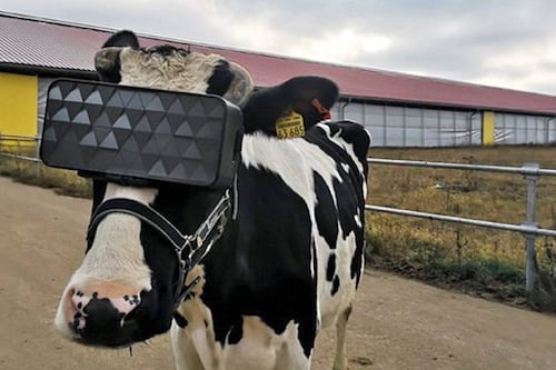 En Rusia ponen lentes de realidad virtual a las vacas para que se relajen