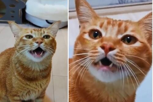 Conoce al gato “cantante” que se hizo viral en TikTok