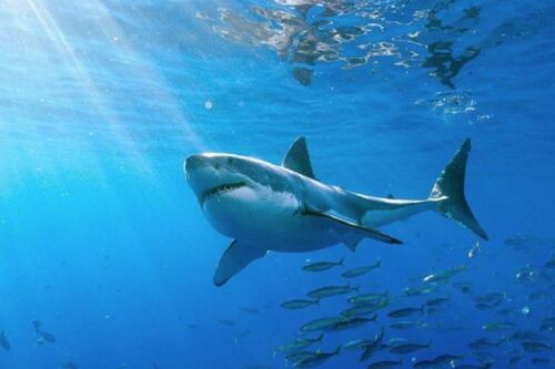 Alerta en la comunidad científica por la aparición de tiburones blancos muertos con cerebros gigantes