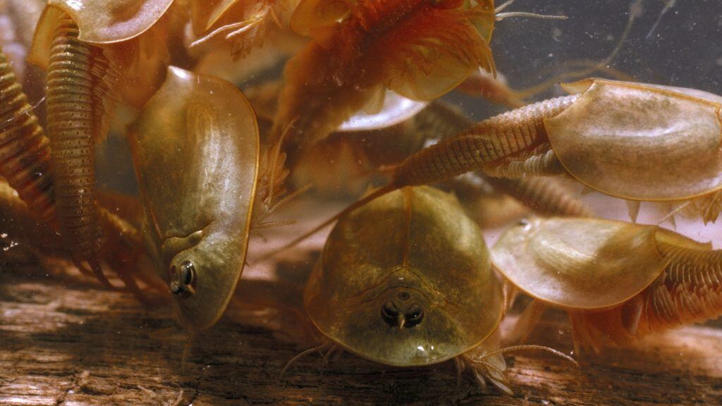 Triops cancriformis