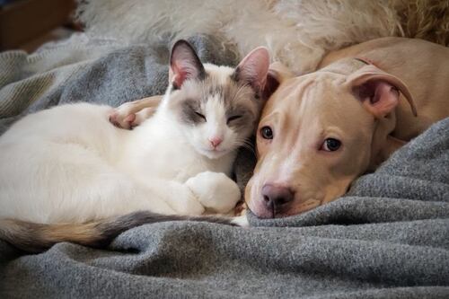 Los mejores nombres de mascota según la Inteligencia Artificial: ¿Está el de tu peludo entre ellos?