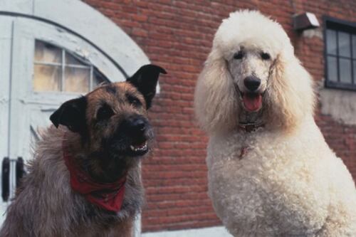 La charla que todos queremos tener: desarrollan sistema de IA para traducir sonidos de animales a lenguaje humano